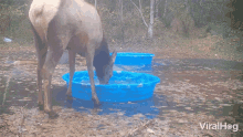 Drinking Water Viralhog GIF