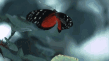 Butterfly Leave GIF