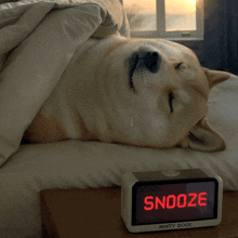 Snooze Sleepy GIF - Snooze Sleepy Doge GIFs