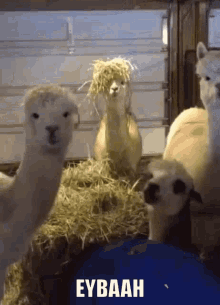 Lamalara Fuhuşbaskını Süslülama GIF - Lamalara Fuhuşbaskını Süslülama Yemek Yiyen Lama GIFs