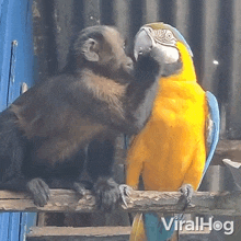 Feeding The Parrot Viralhog GIF - Feeding The Parrot Viralhog Giving The Parrot Food GIFs