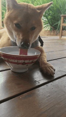 Biggie Shiba GIF - Biggie Shiba Dog Drinking GIFs