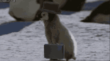 Señor Pinguino GIF