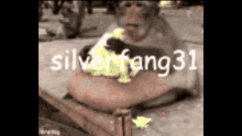 silverfang31 monkey fat monkey fat eating