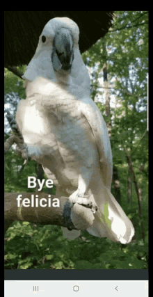 bye felicia goodbye