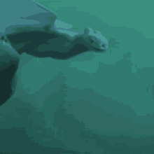 a shark is swimming in the ocean with a person standing next to it .