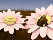 two pink flowers with a yellow center that says haraniri on it