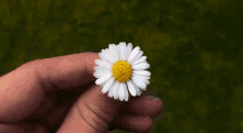 flower daisy