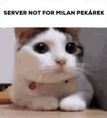 Milan Pekárek GIF - Milan Pekárek Servernotformilanpekárek GIFs