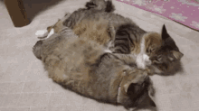Identical Twins GIF - Cat Cats Twins GIFs
