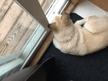 Hadassa Allison Zarya The Laika GIF - Hadassa Allison Zarya The Laika Puppy Sleeping At Back Door While Raining Outside GIFs
