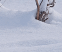 a white furry animal standing in the snow near a tree