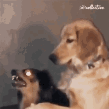 Shush The Pet Collective GIF - Shush The Pet Collective Quiet Down GIFs