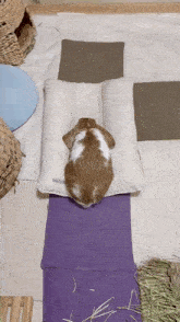 a brown and white rabbit is laying on a white pillow that says ' rabbit ' on it