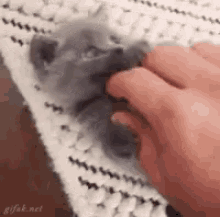 cute tickle kitty kitten cat