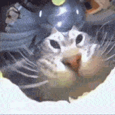 a close up of a cat 's face with its mouth open looking at the camera .