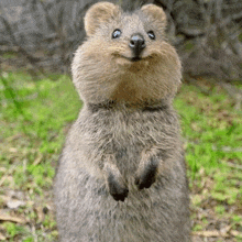 a close up of a small animal standing on its hind legs and smiling .
