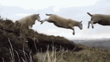Sheep Jumping GIF - Sheep Jumping Hop GIFs