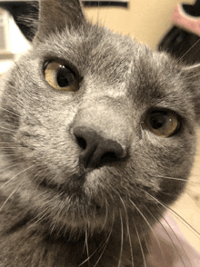 Grey Cat GIF - Grey Cat GIFs