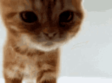 Cat Sniffing Kitten Sniff GIF - Cat Sniffing Kitten Sniff Tiny Cat GIFs