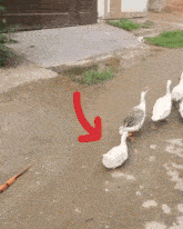a group of ducks are walking down a street with the words " khatri ki maa " written above them