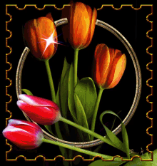 Tulips GIF