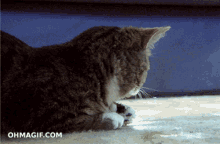 Hi There What GIF - Hi There What Cat GIFs