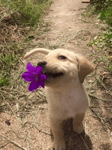 Flower Dog GIF - Flower Dog GIFs