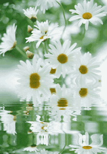 White Flowers Whites GIF - White Flowers Whites GIFs