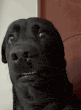 a black dog with braces on its teeth is looking at the camera .