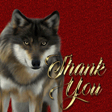 Thank You Wild Animal GIF - Thank You Wild Animal Wolf GIFs