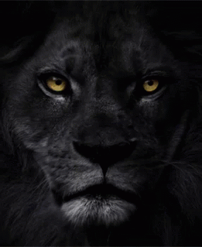 [Image: lion-protector.gif]