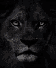 Lion Protector GIF - Lion Protector GIFs