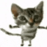 a close up of a cat with its arms outstretched .