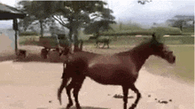 a horse is walking down a dirt road next to a cart .