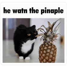 a black and white cat standing next to a pineapple with a caption that says he watn the pinaple