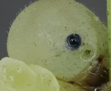 a close up of a bug 's eye with a blue pupil