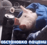 a pig is laying on a couch with a can of soda in its mouth .