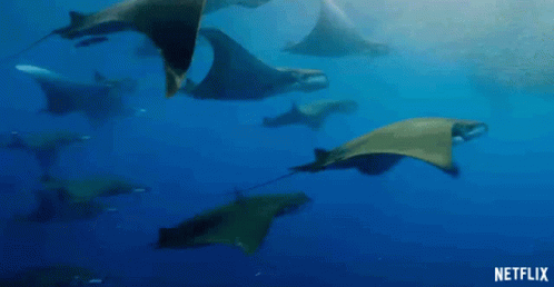 Best Marine Animals - Manta Rays