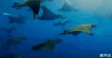 Manta Rays Swimming GIF