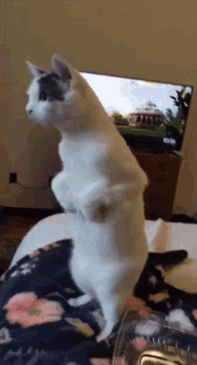 Cat Standing Cat GIF - Cat Standing Cat Amused Cat GIFs
