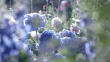 Hydrangea Flowers GIF - Hydrangea Flowers GIFs