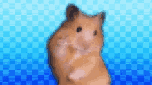 Wangleline Hamster GIF