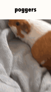 Peanut Guinea Pig GIF - Peanut Guinea Pig Poggers GIFs