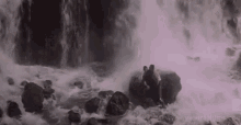 Bear Waterfalls GIF - Bear Waterfalls Nature GIFs