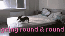 Frantic Dog Going Round And Round GIF - Frantic Dog Going Round And Round Dog GIFs