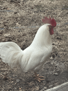 a white rooster with a red crest on its head