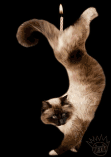 Siamese Cats GIF - Siamese Cats GIFs
