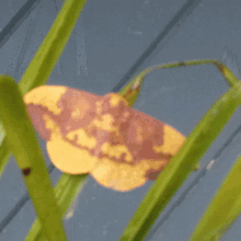 Florida Moth GIF - Florida Moth Holy Bug GIFs