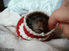 Rat With A Sweater Fetish Sweater Rat GIF - Rat With A Sweater Fetish Sweater Rat Snitch GIFs